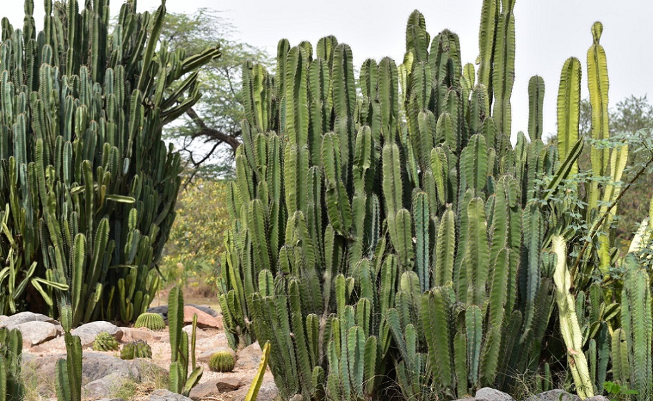 Peruvian apple cactus