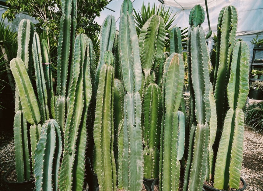 Peruvian cactus