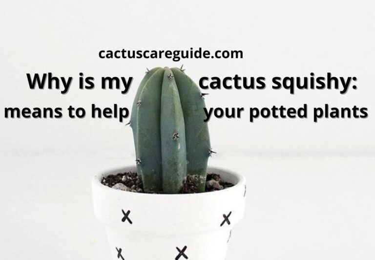 Why Is My Cactus Squishy: All The Reasons In The Best Guide