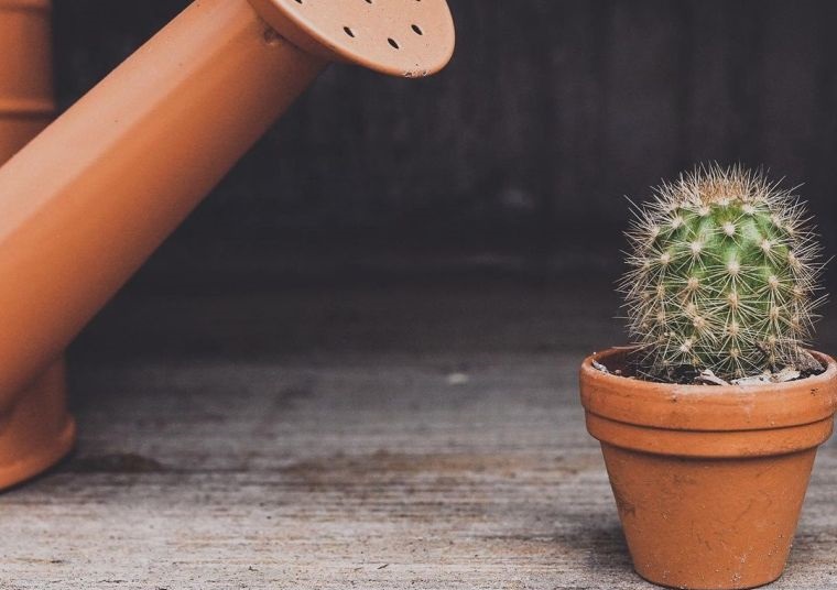 como cuidar un cactus bien