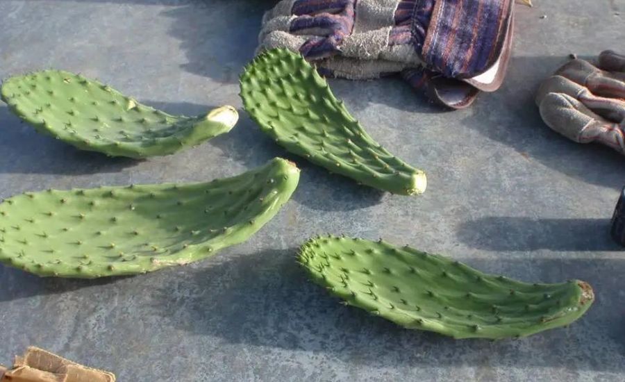 get water out of a cactus 10