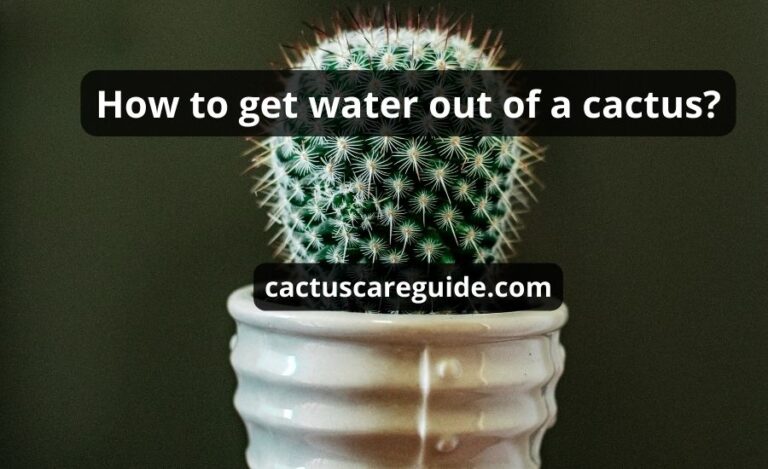 How To Get Water Out Of A Cactus: Top 6 Tips & Best Guide