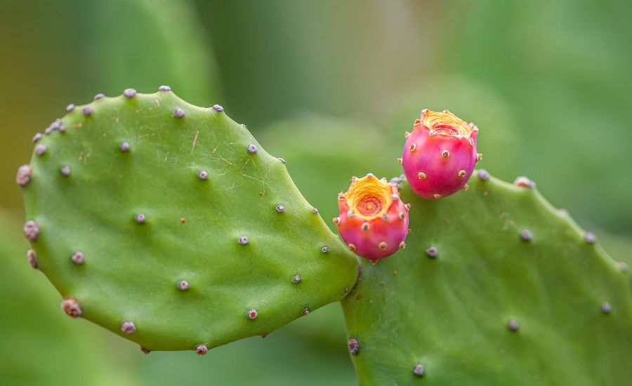 get water out of a cactus 3