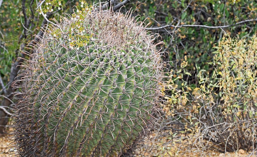 get water out of a cactus 5