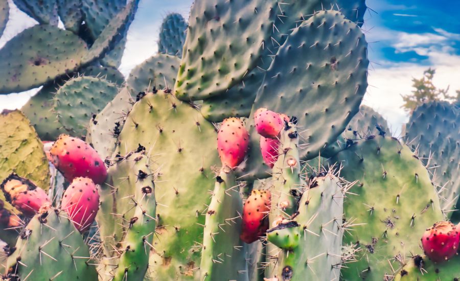 get water out of a cactus 6