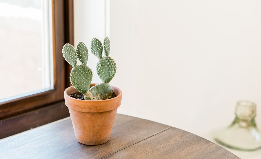 how to get water out of a cactus
