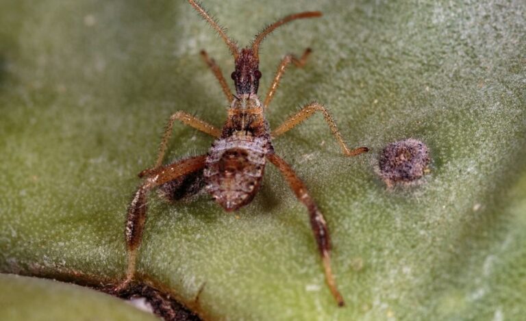 How To Get Rid Of Cactus Bugs: Top 7 Tips & Best Guide