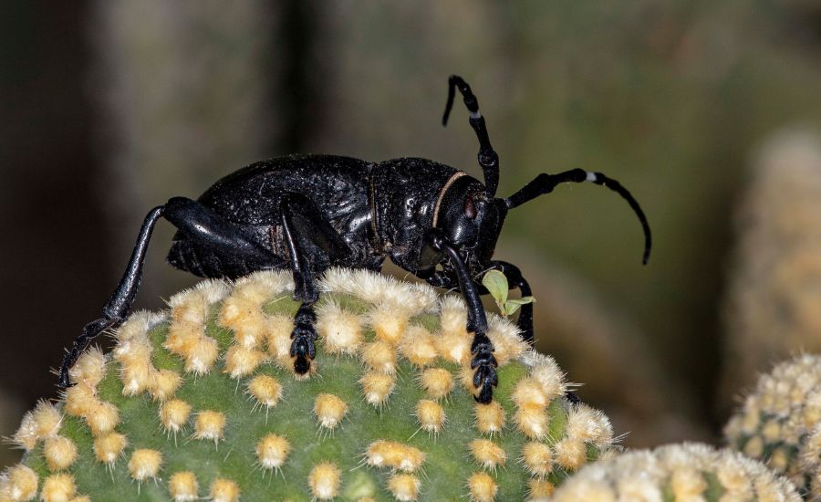 cactus bugs