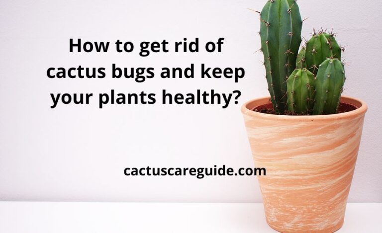 How to get rid of cactus bugs and keep your plants healthy