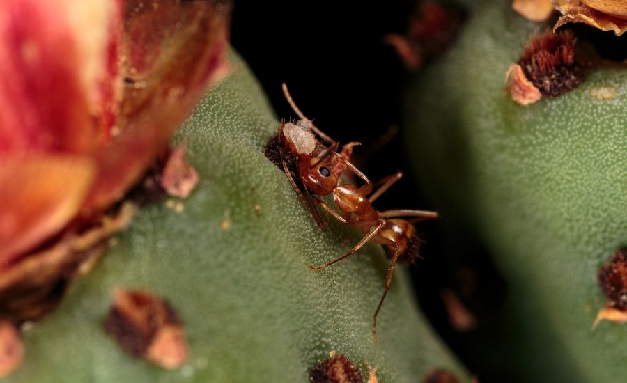 how to get rid of cactus bugs 9