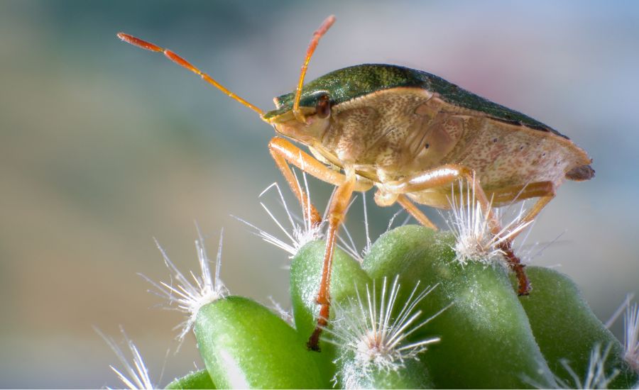 how to get rid of cactus bugs
