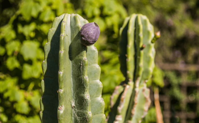 Peruvian Apple Cactus Care