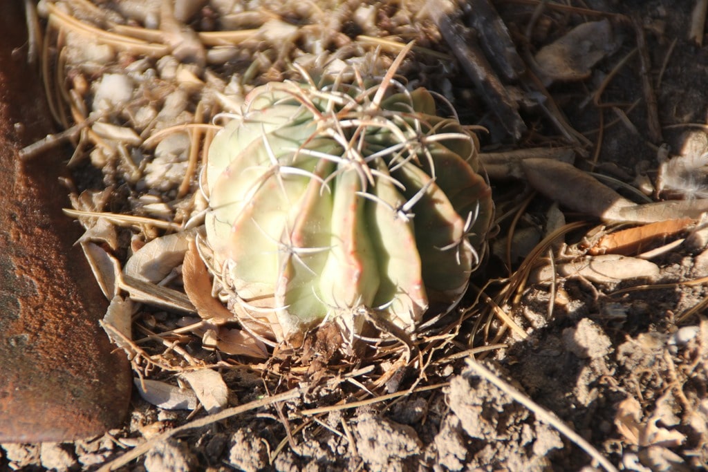 Preventing Cactus Sunburn