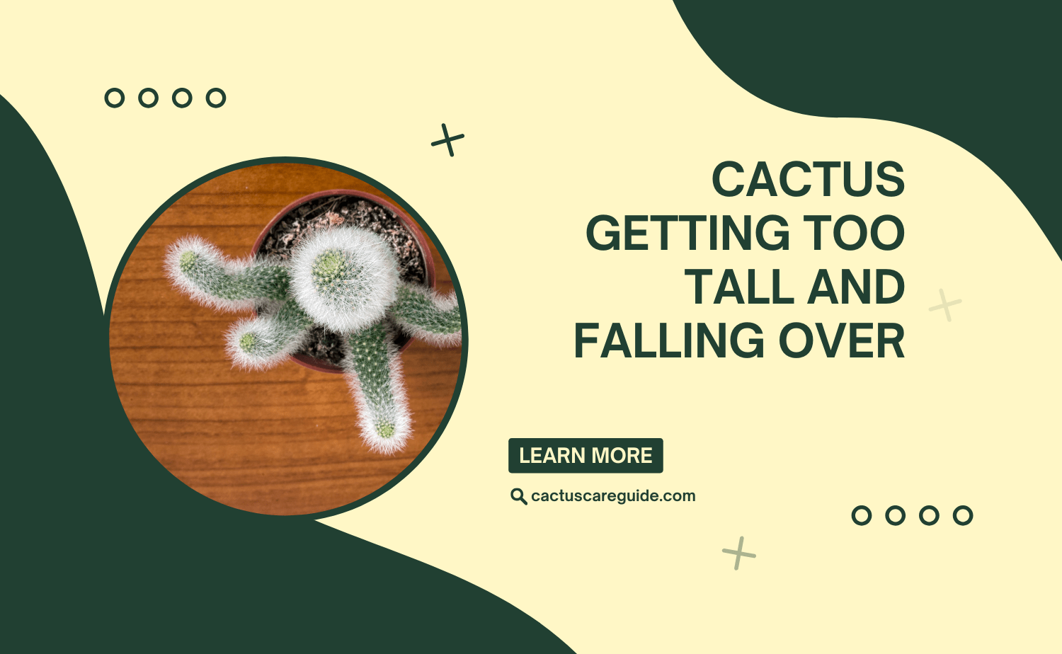 Cactus Getting Too Tall and Falling Over