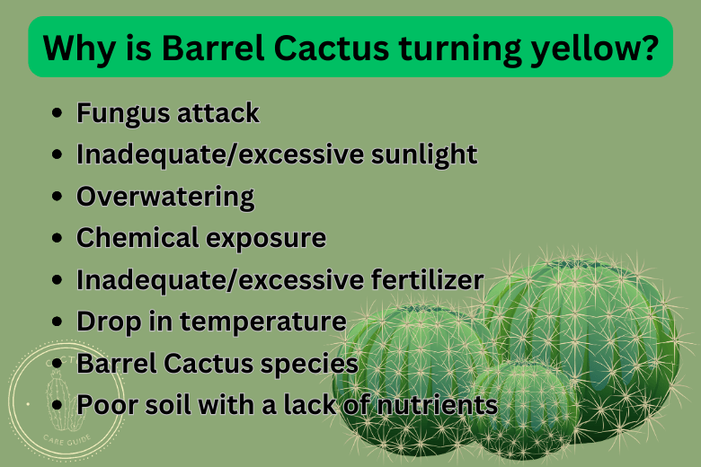 Barrel Cactus Turning Yellow