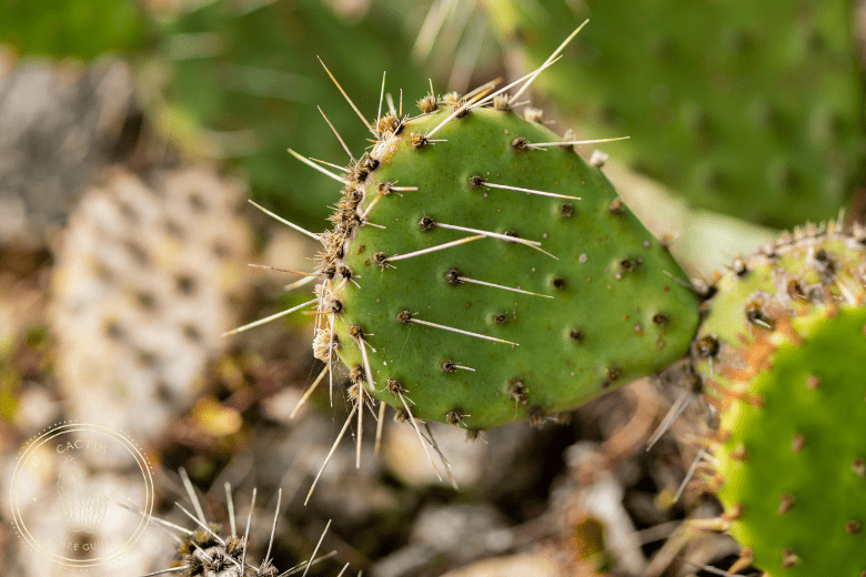 How Do You Get Rid of White Fungus On Cactus