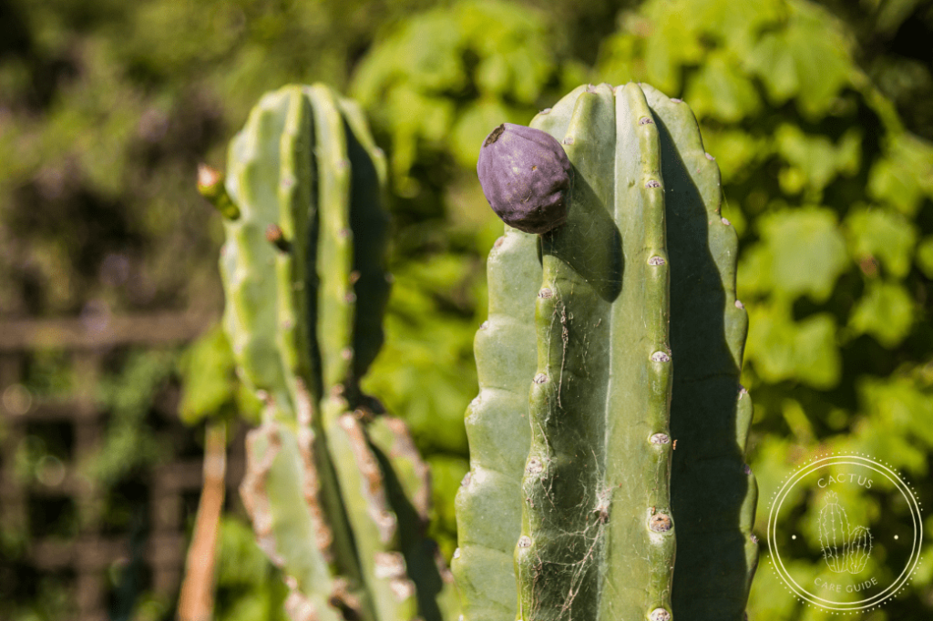 Cereus Cactus Care