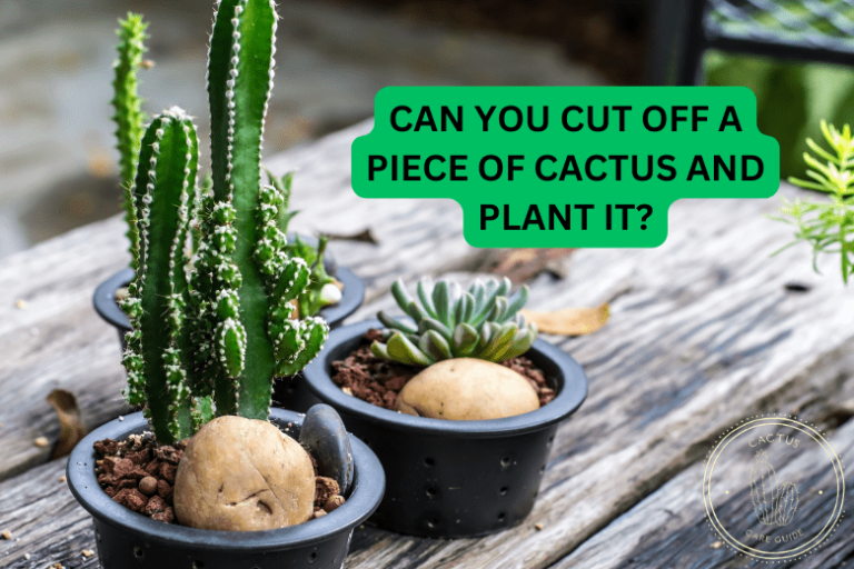 Can You Cut off a Piece of Cactus and Plant It