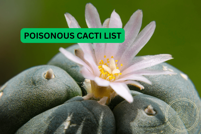 Poisonous Cacti List