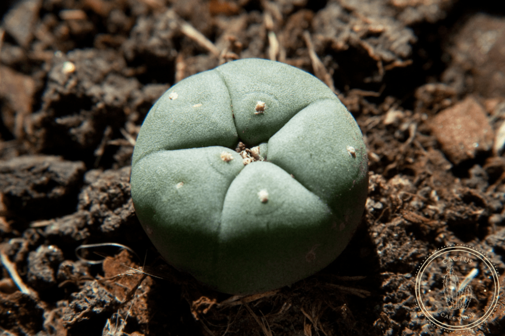 Poisonous Cacti List