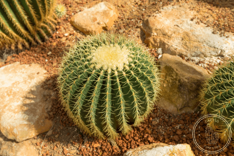 barrel cactus