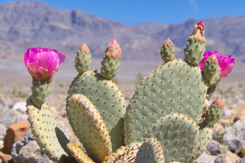 How Fast Do Prickly Pear Cactus Grow