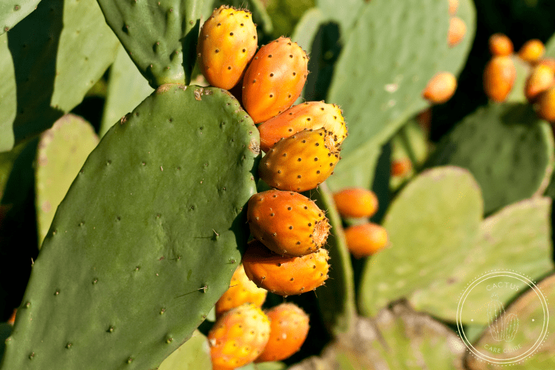 Best Types of Cactus You Can Grow at Home, Prickly Pear Cactus Plants