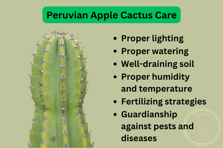 Cereus Cactus Care