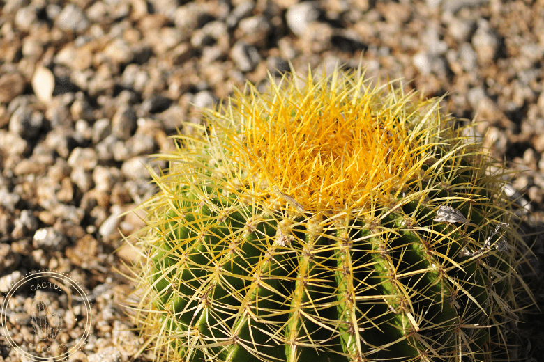 Poisonous Cacti List