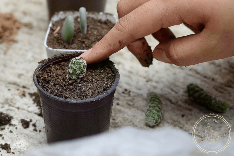 Can You Cut off a Piece of Cactus and Plant It