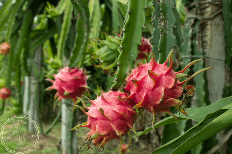 Dragon fruit