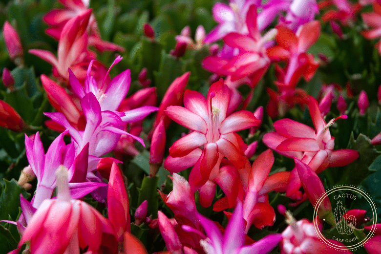 Do Christmas Cactus Like Coffee Grounds