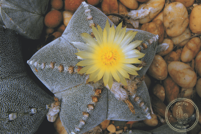 Star Cactus, Asterium astrophysium, Best Types of Cactus You Can Grow at Home