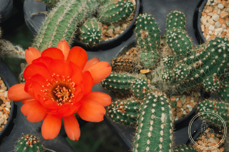 Peanut Cactus, Best Types of Cactus You Can Grow at Home