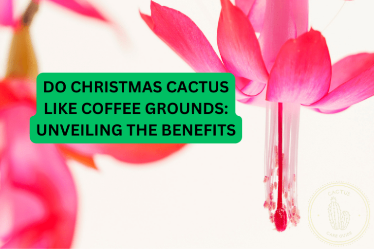 Do Christmas Cactus Like Coffee Grounds