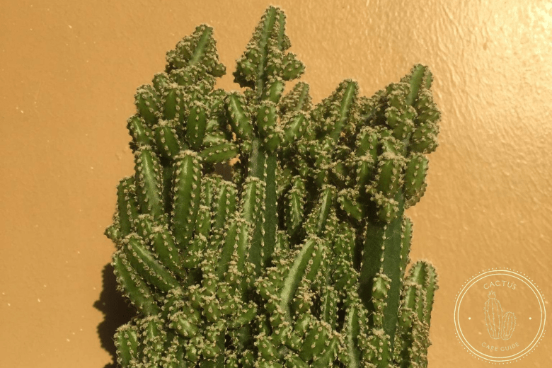 Fairy Castle Cactus, Best Types of Cactus You Can Grow at Home