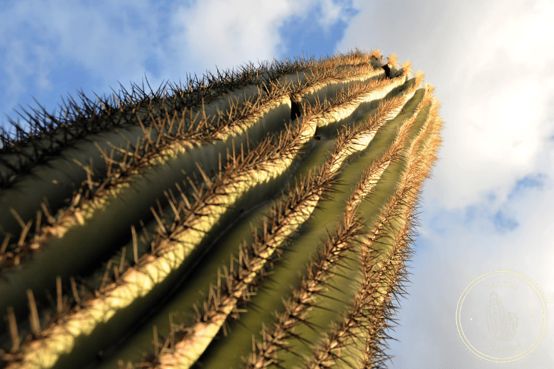 Saguaro cactus