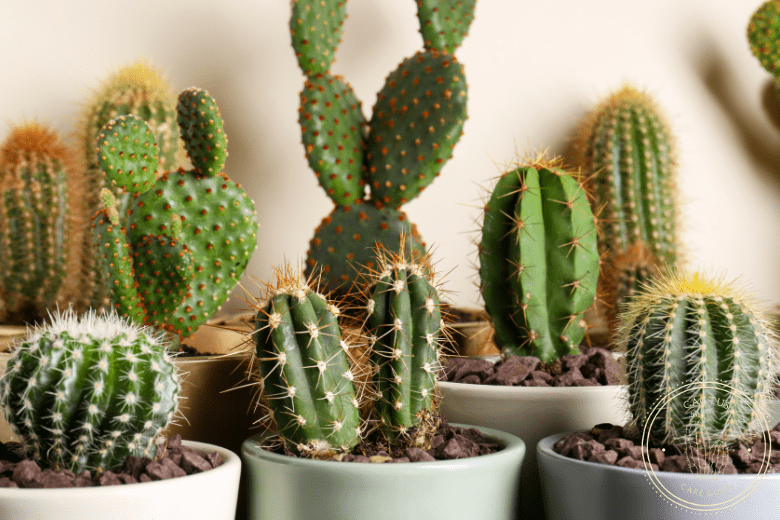 Best Types of Cactus You Can Grow at Home