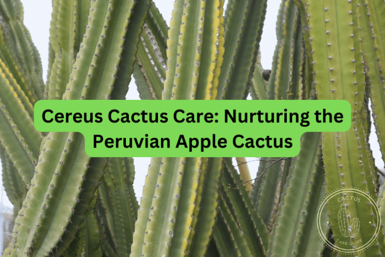 Cereus Cactus Care