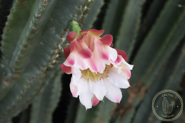 Cereus Cactus Care