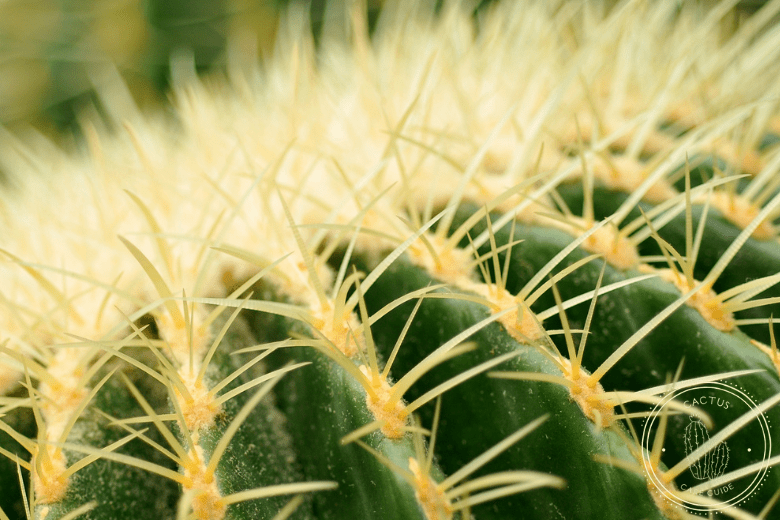 Barrel Cactus Turning Yellow