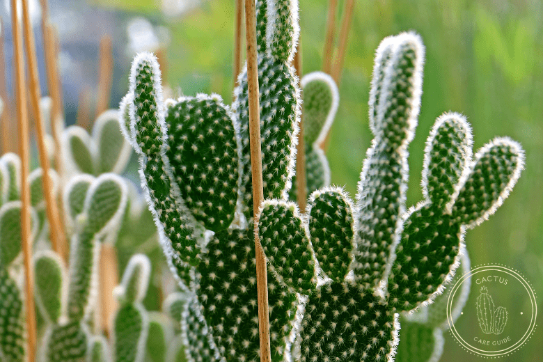 Best Types of Cactus You Can Grow at Home, Bunny Ears Cactus Plant