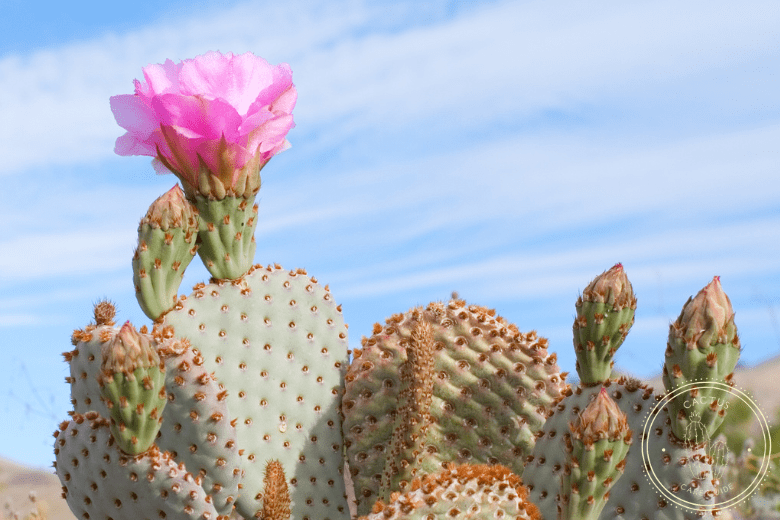 How Fast Do Prickly Pear Cactus Grow