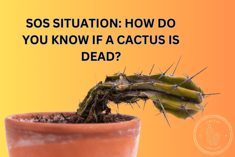 How Do You Know If a Cactus is Dead