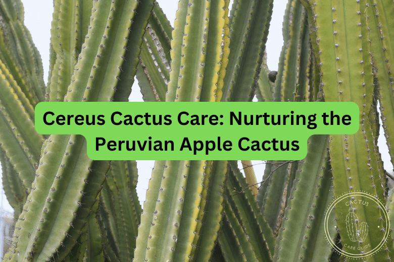 Cereus Cactus Care