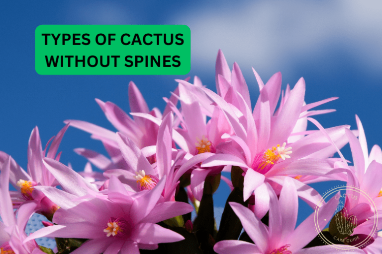 Types of Cactus Without Spines