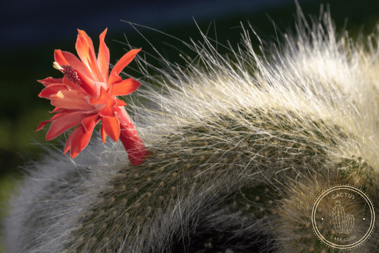 Monkey Tail Cactus