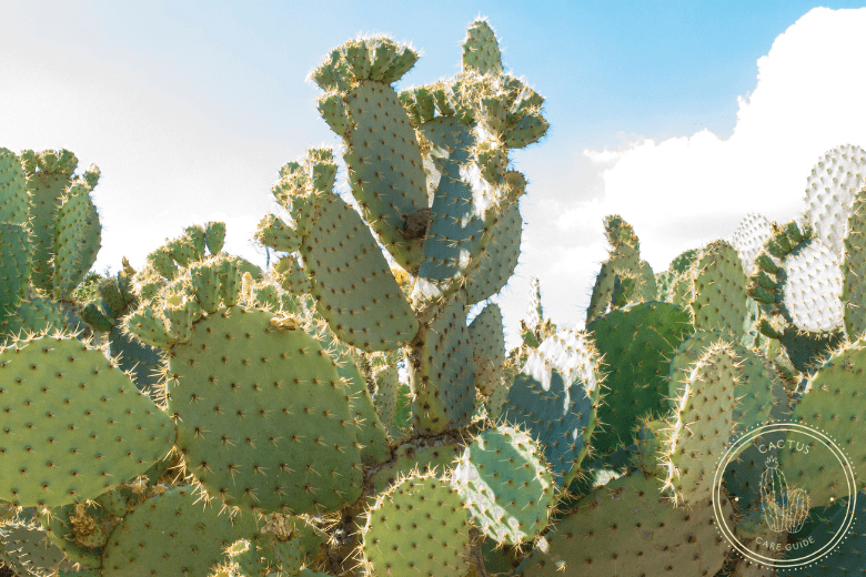 How Fast Do Prickly Pear Cactus Grow