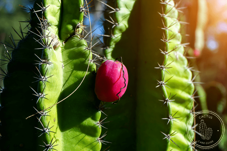 Cereus Cactus Care