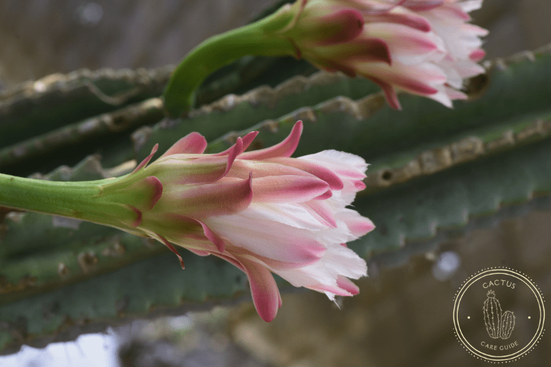 Cereus Cactus Care